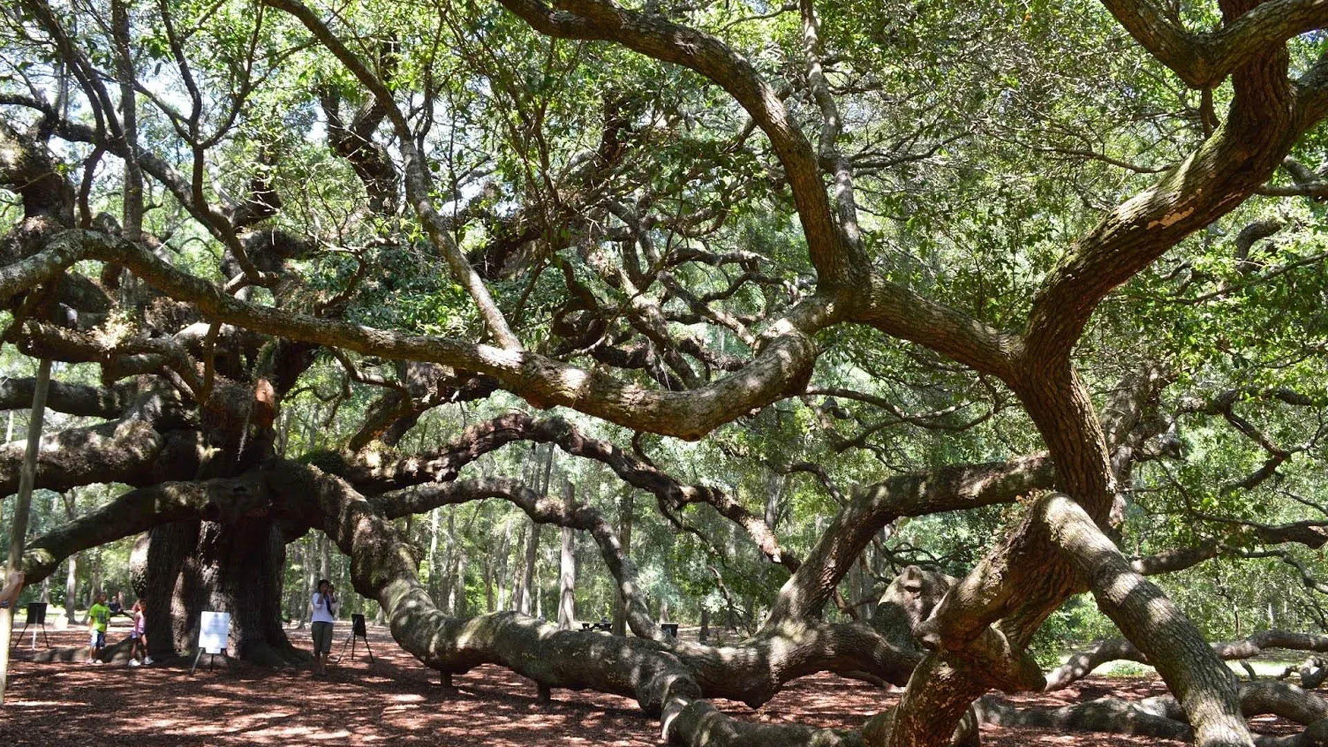 Image for Angel Oak, John’s Island, South Carolina, 2014