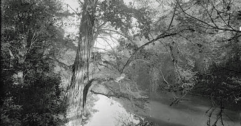 A virgin cypress tree untouched by saws from between 1880 and 1897.
