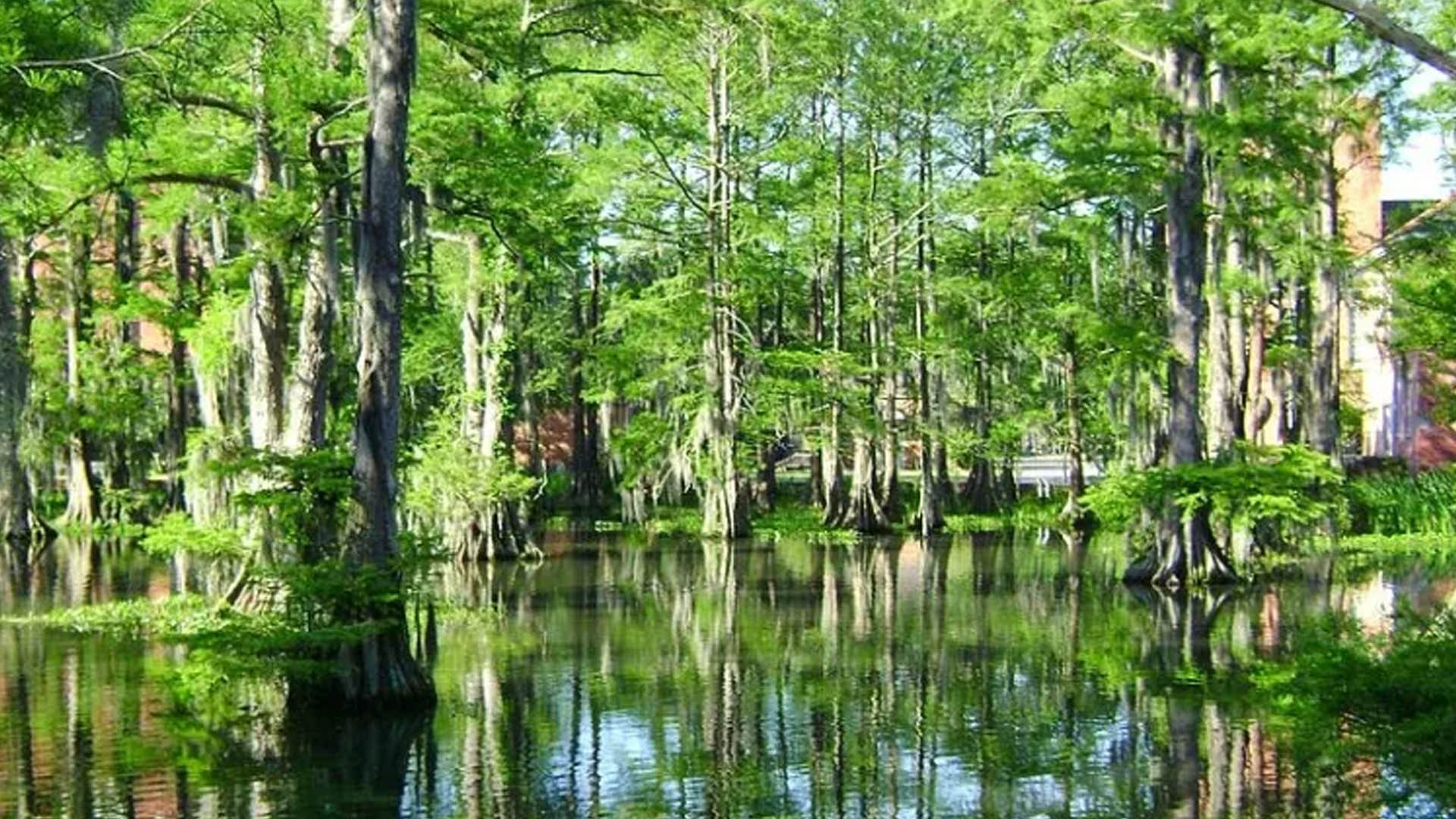 Image for Cypress Lake And University of Louisiana Share 114-Year History, Lafayette, Louisiana