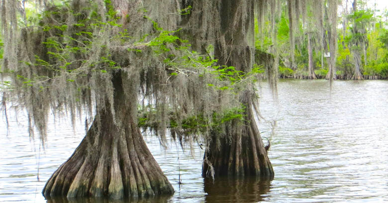 Image for Bald Cypress: Building with Louisiana’s State Tree