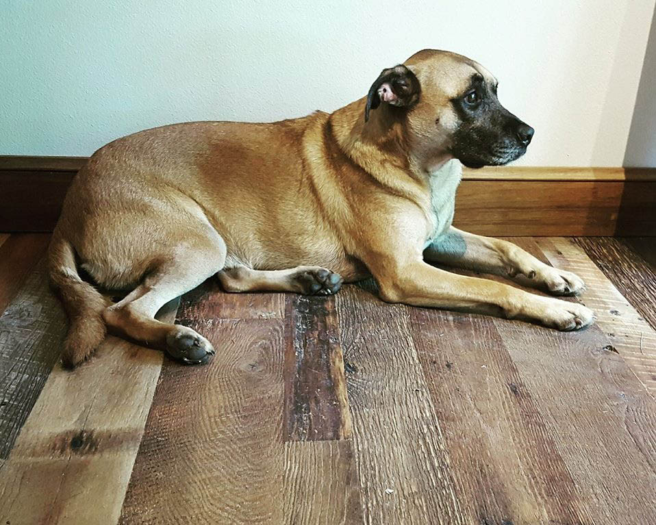 dog-hardwood-floor-square-1.jpg