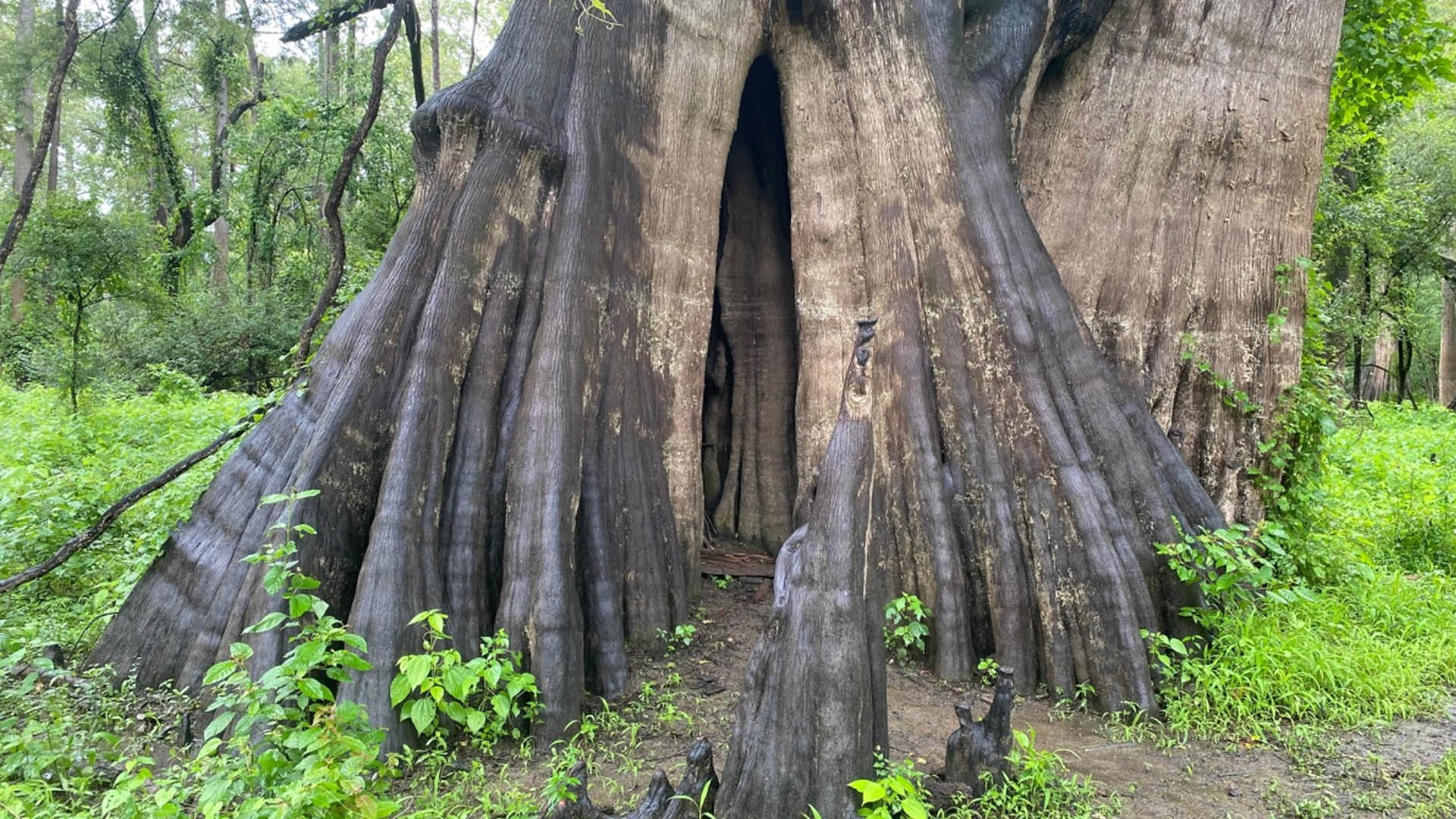 Image for Bald Cypress Trees Existed During The Megalodon Age