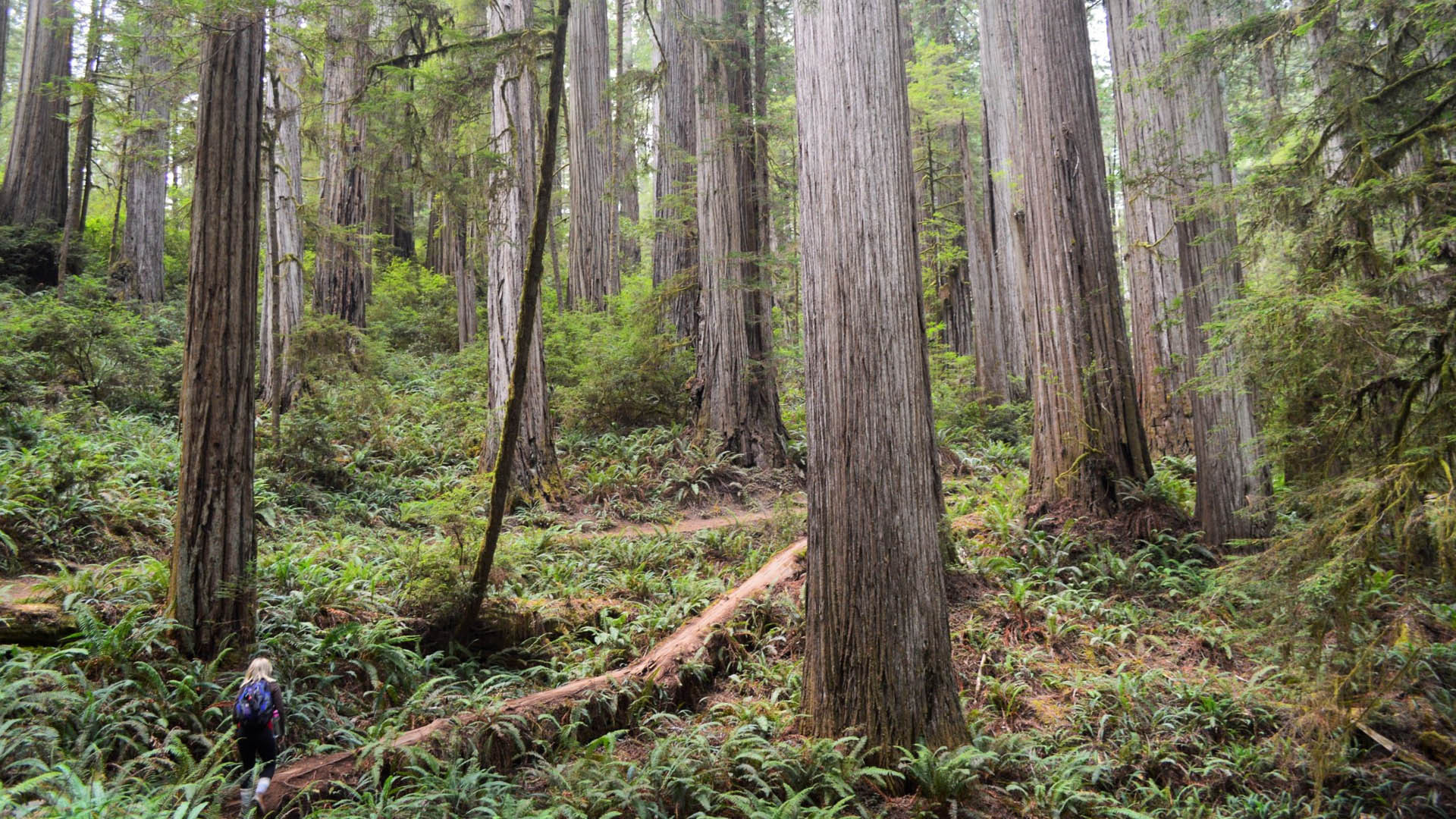 Image for A Visit to the Redwood Forest of Northern California