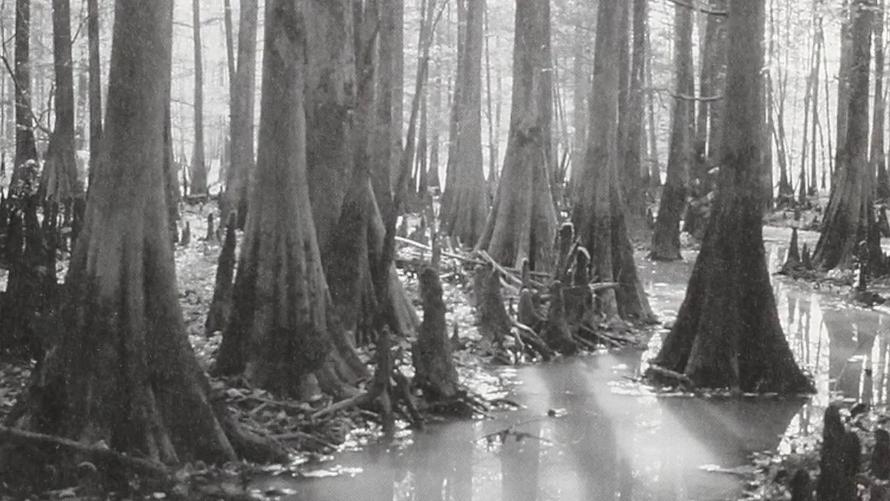 “Southern Cypress” Last Record of Virgin-Growth Cypress