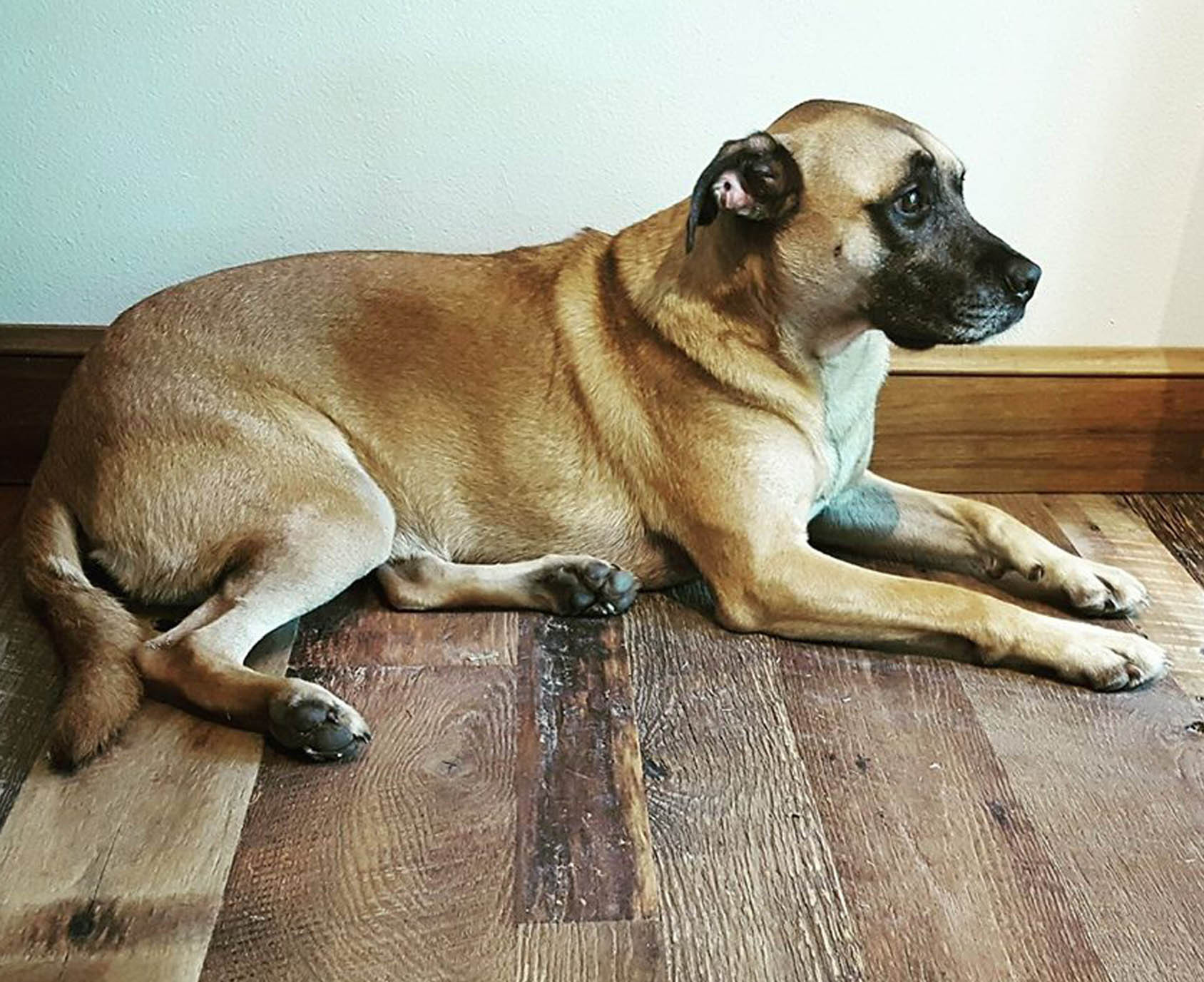 spotlight-dog-1.jpg
