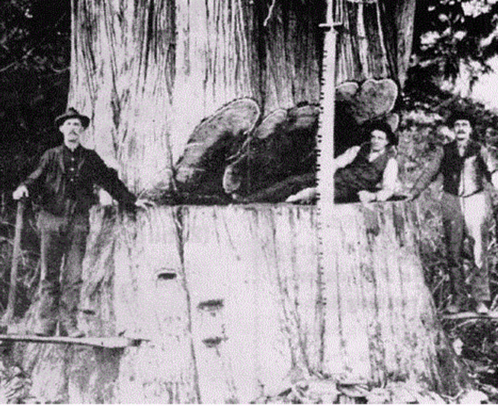 spotlight-swampers-2.jpg