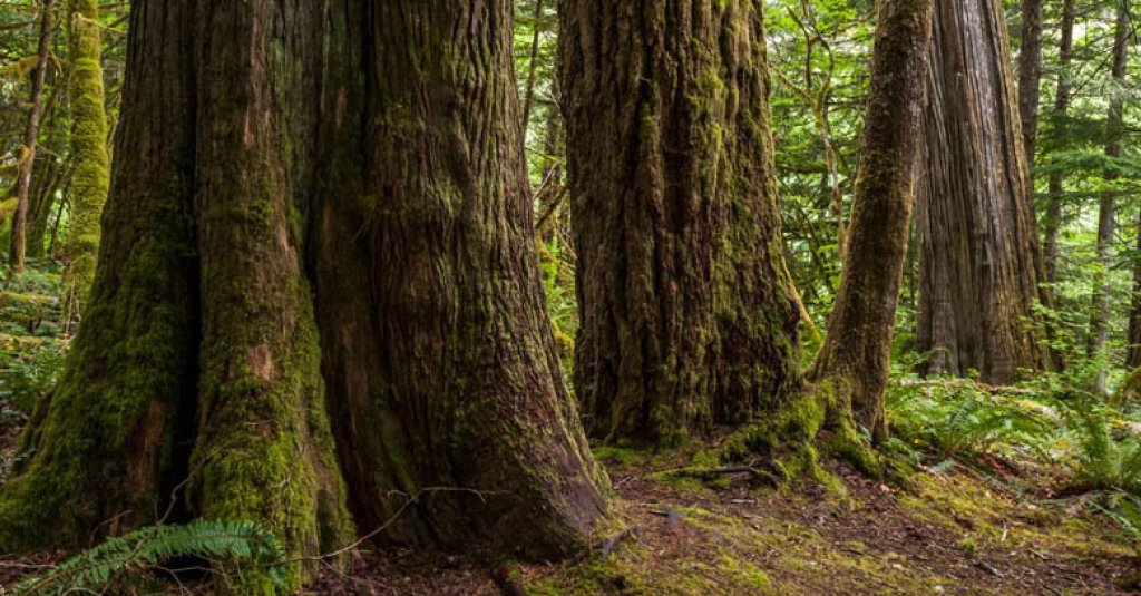 old-growth white pine forest.