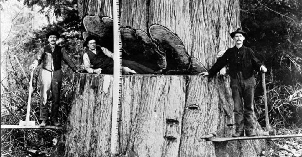 Undercut in a Washington cedar tree, 16 feet in diameter on Olympic Peninsula in 1906.