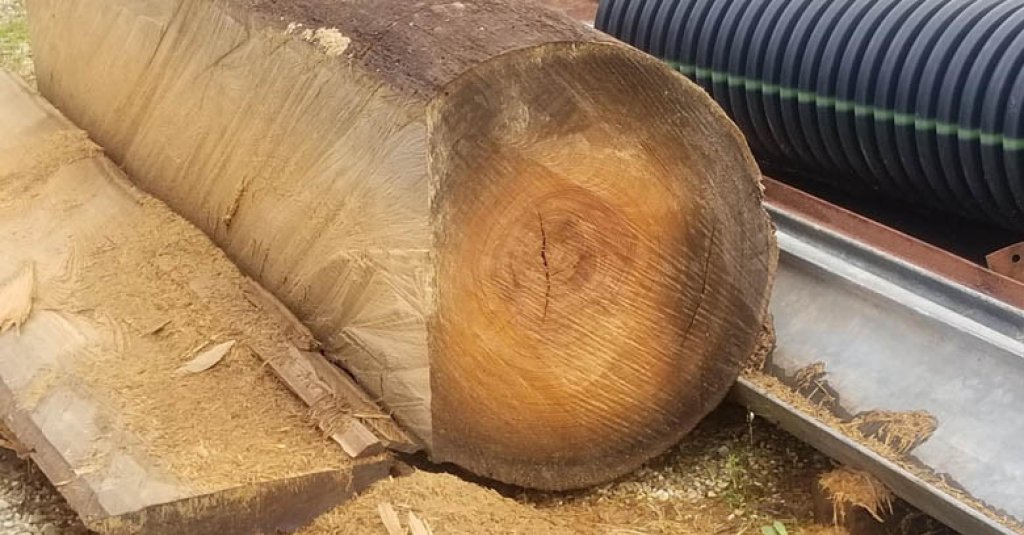 A sinker cypress log freshly-sawn Sinker Cypress.