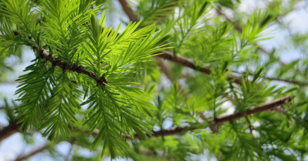 Feathery leaves are a trademark of Louisiana Cypress trees.