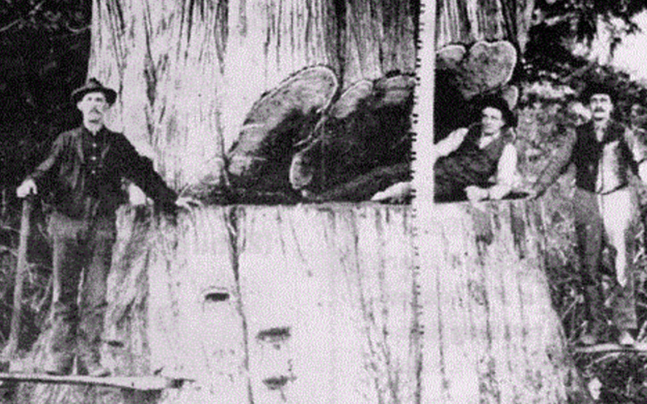 spotlight-swampers-2.jpg